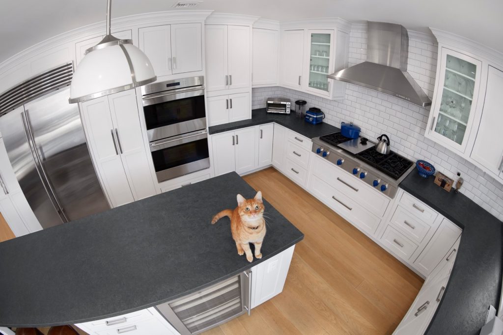 أصحاب الحيوانات الأليفة في الإمارات يلجؤون إلى تقنيات الأمن الذكي لمراقبة حيواناتهم